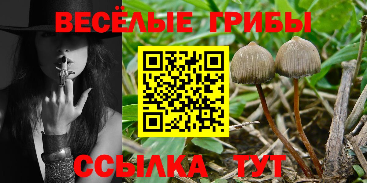 Можга  Псилоцибиновые грибы Psilocybine cubensis  Вход с VPN  Псилоцибиновые грибы Cubensis 